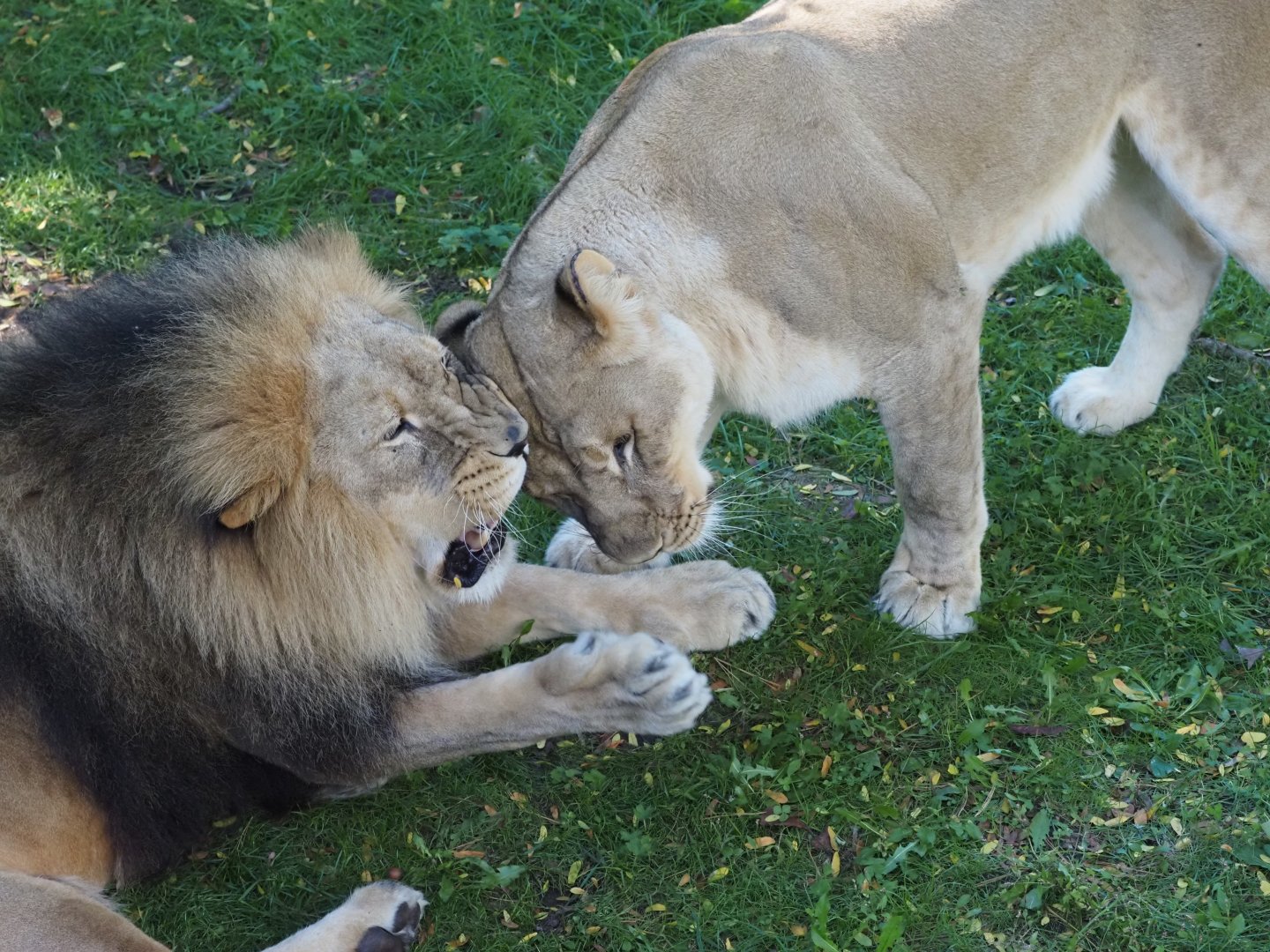 African Lions "Upepo" and "Amara" 1