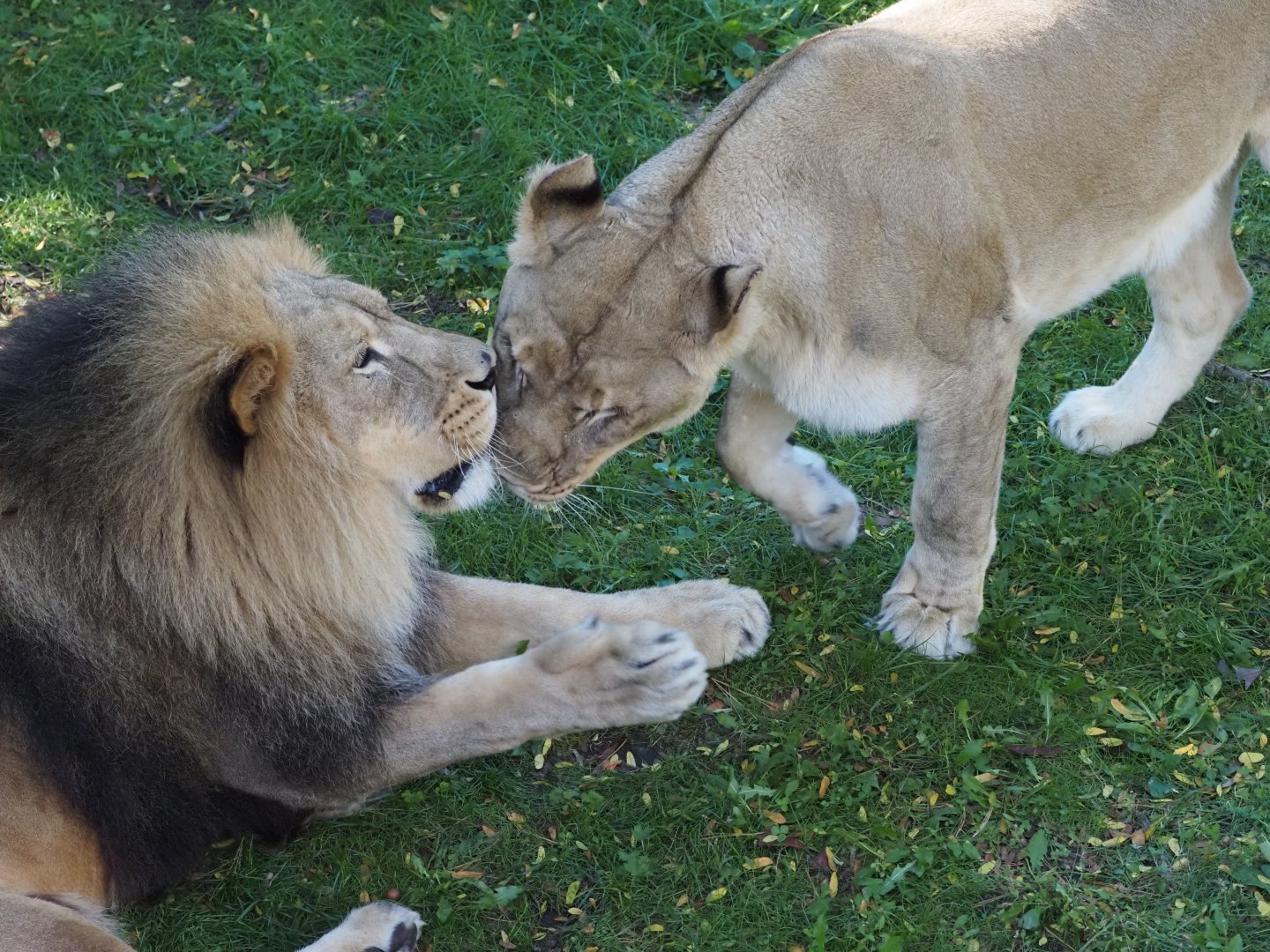 African Lions "Upepo" and "Amara" 2
