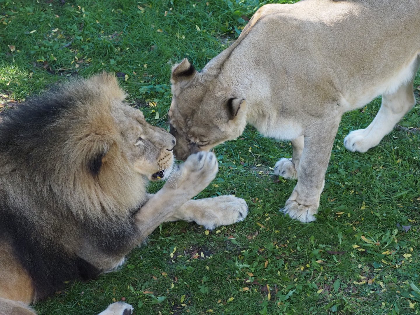 African Lions "Upepo" and "Amara" 3