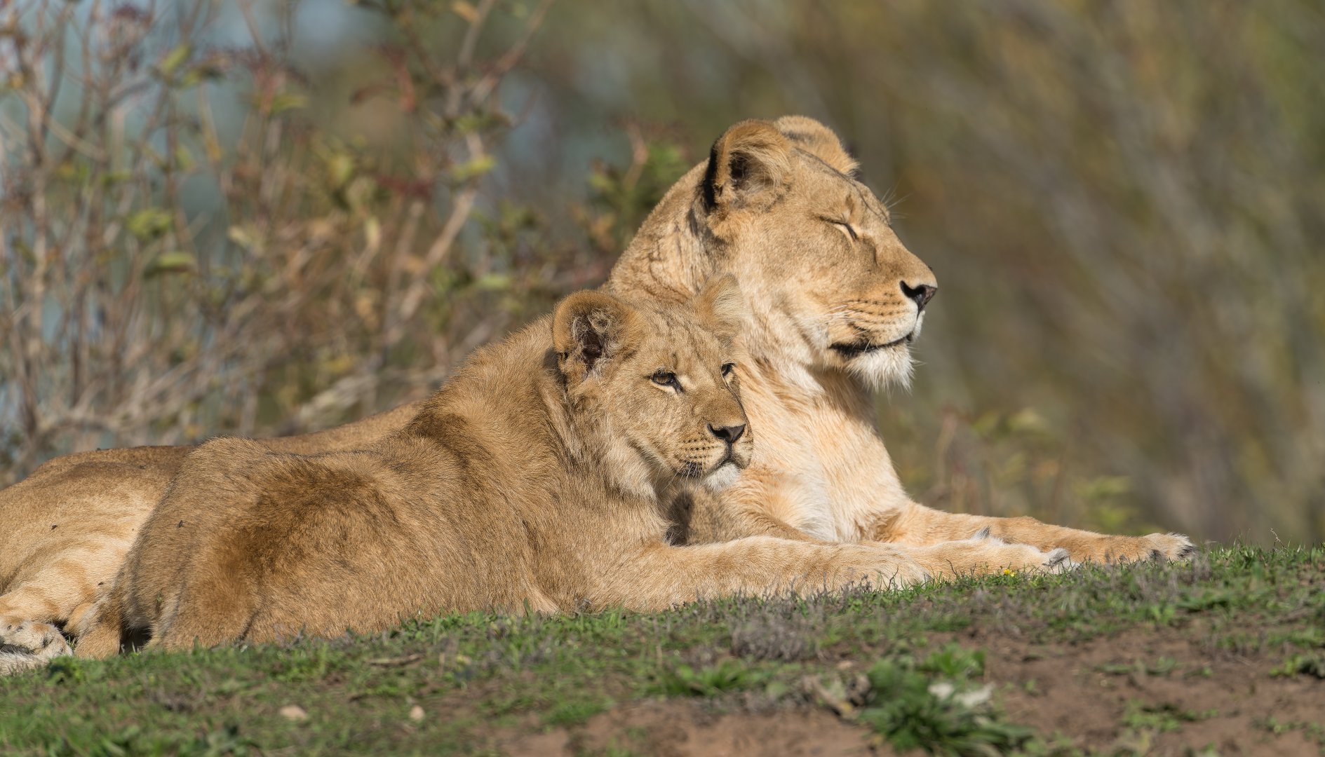 African Lions, YWP, UK