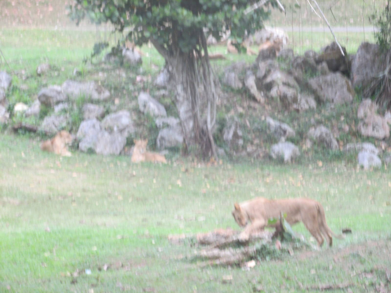 african lions zoologico nacional