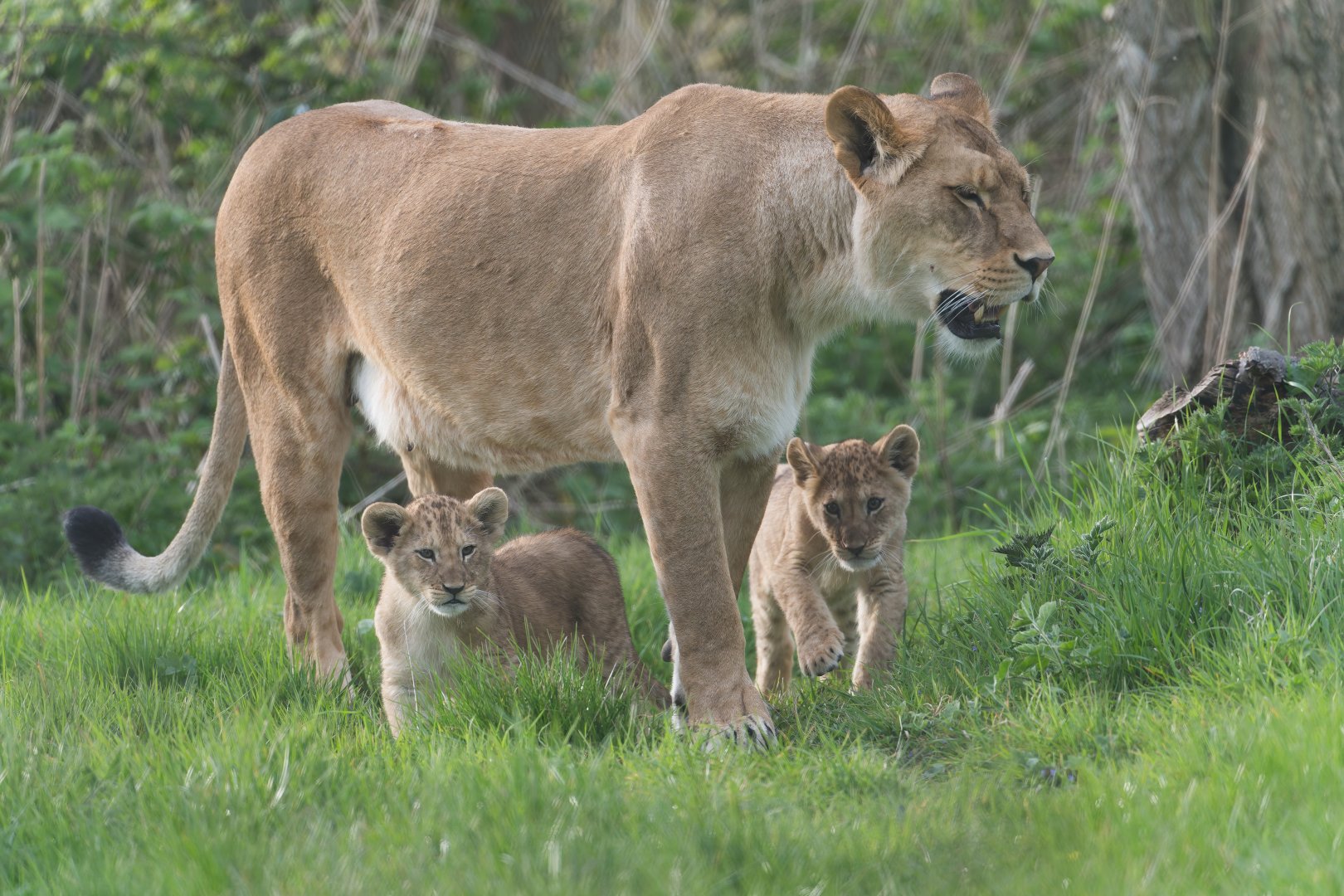 African lions, ZSL Whipsnade, UK