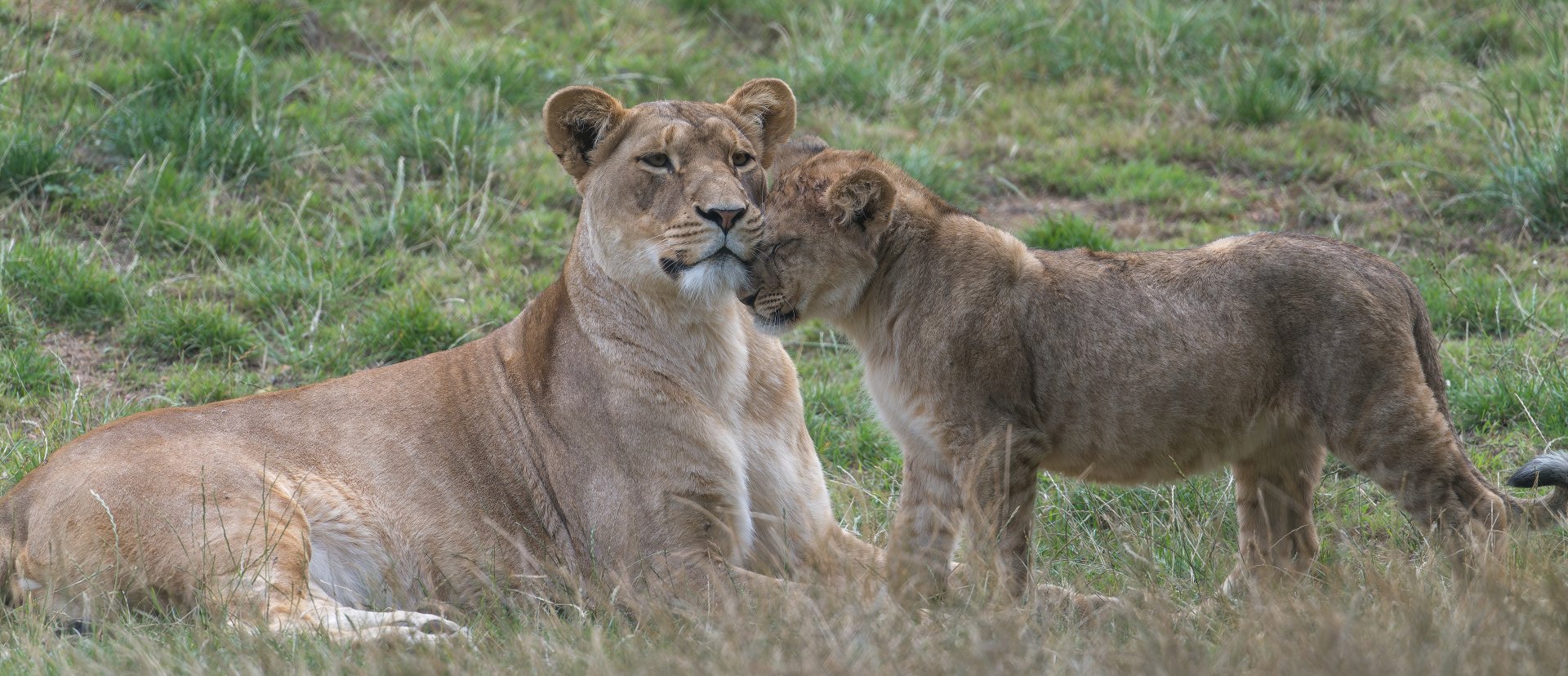 African Lions, ZSL Whipsnade, UK