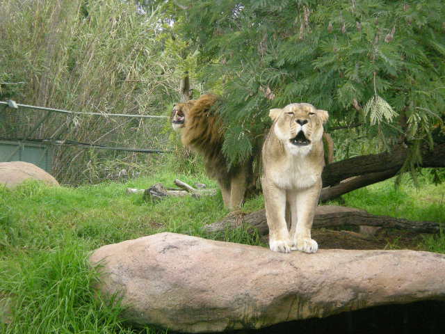 African Lions