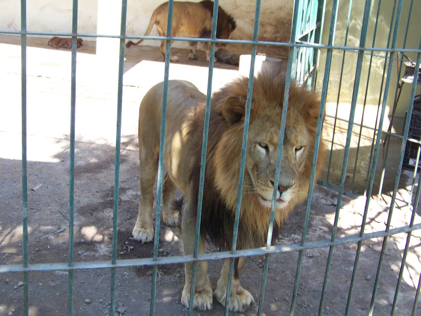 African Lions