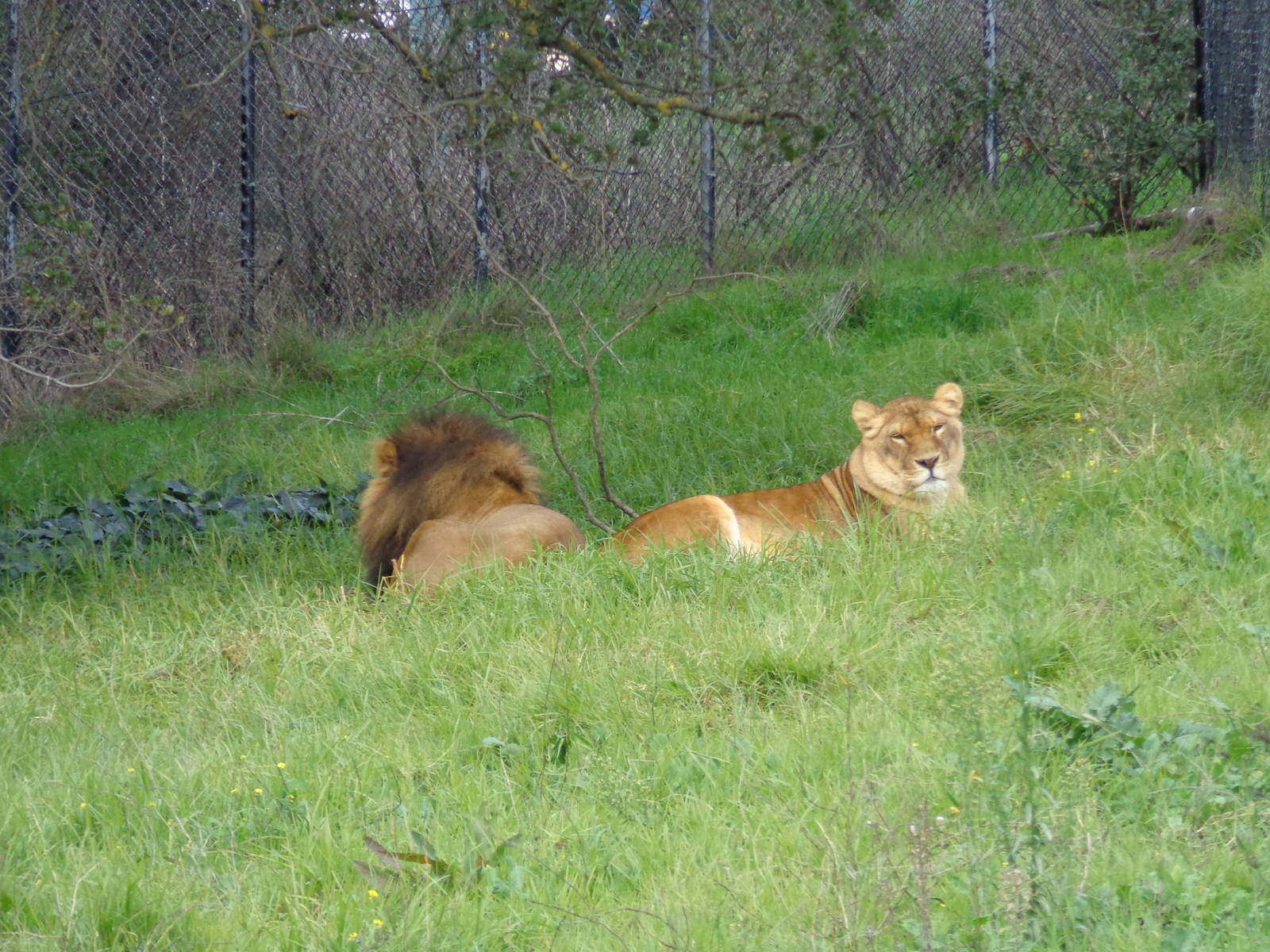 African Lions