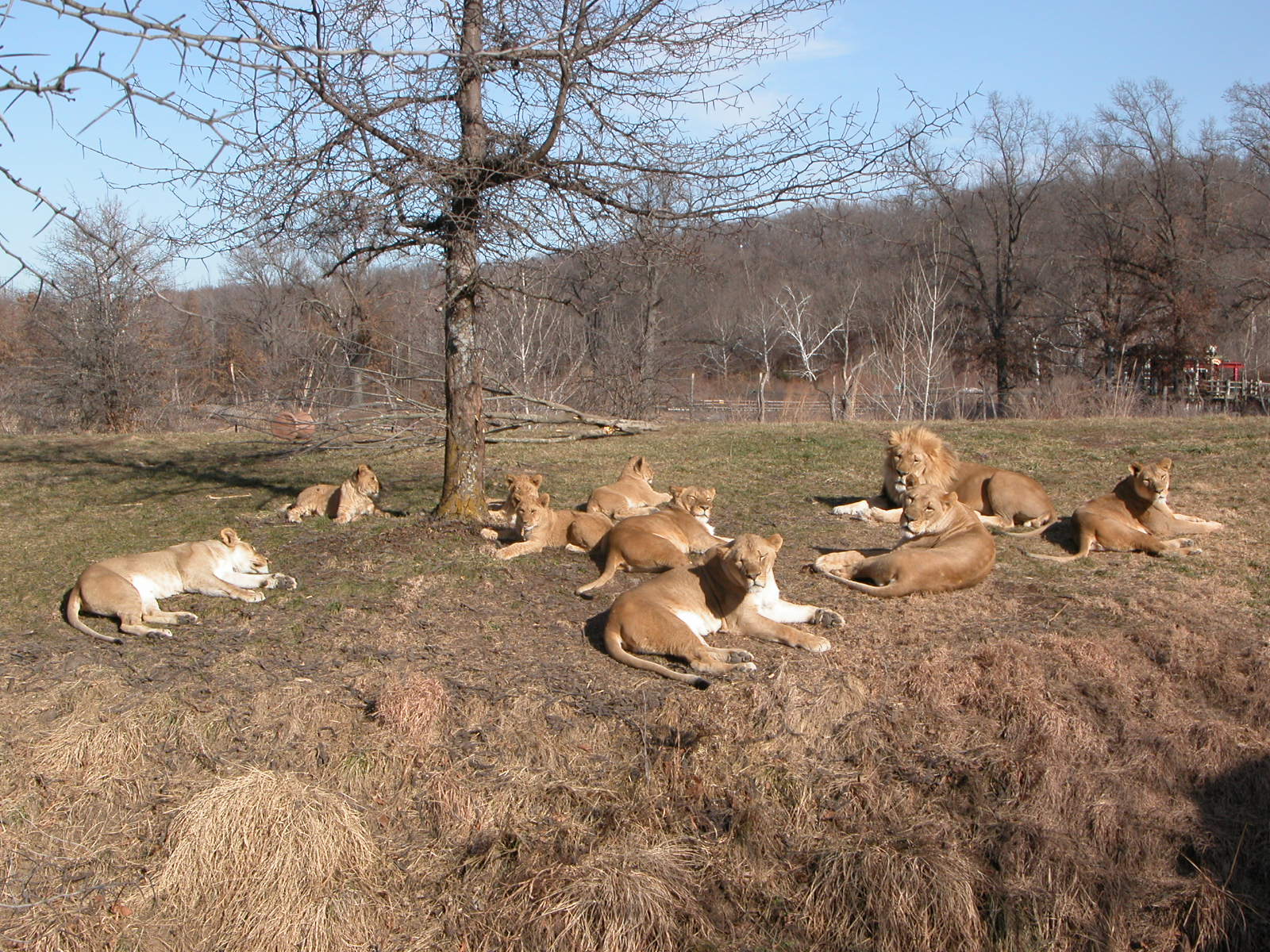 African Lions