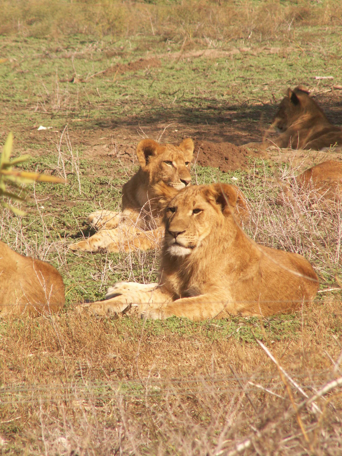 african lions