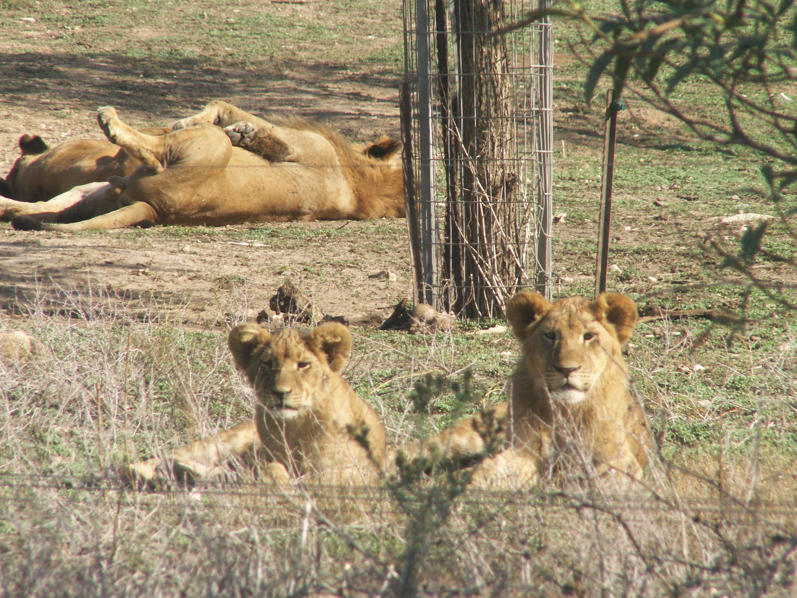african lions