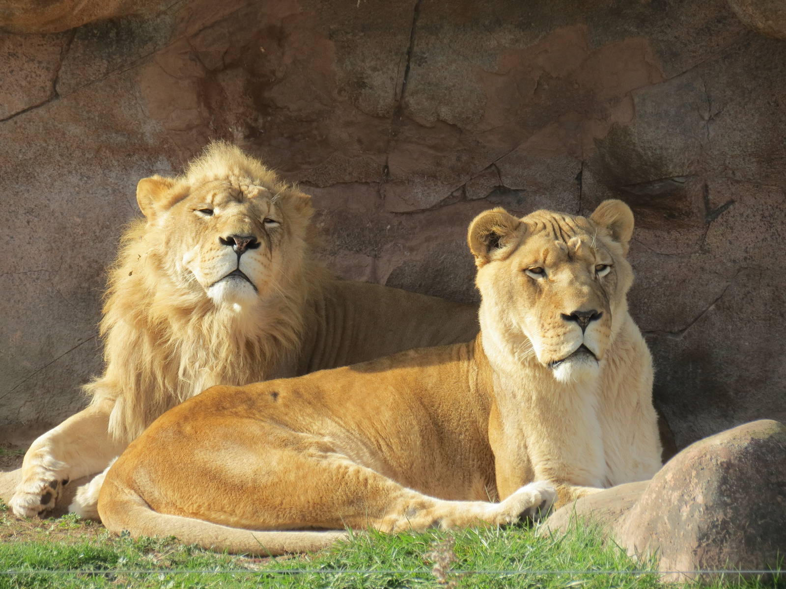 African Lions