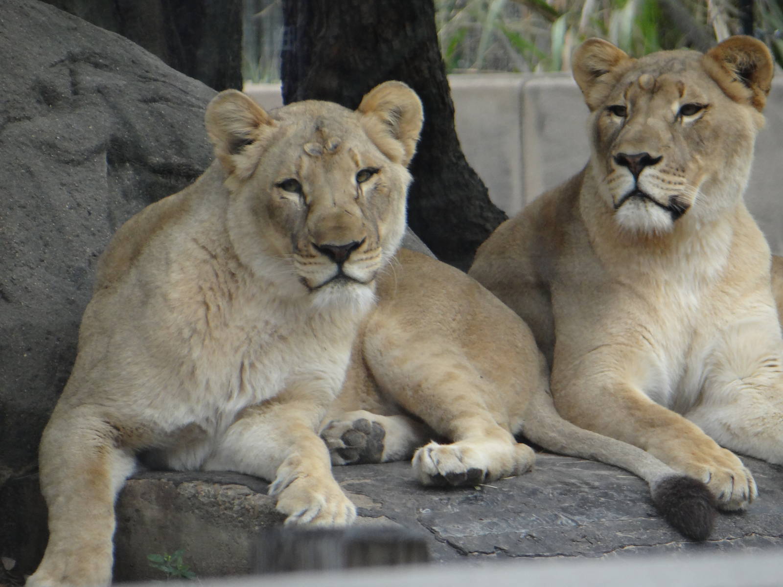 African lions