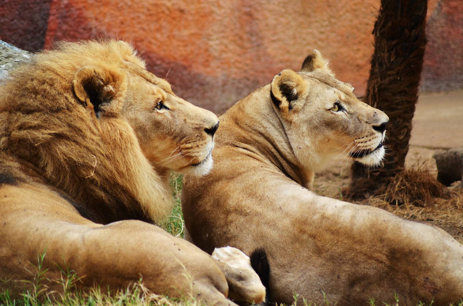 African Lions