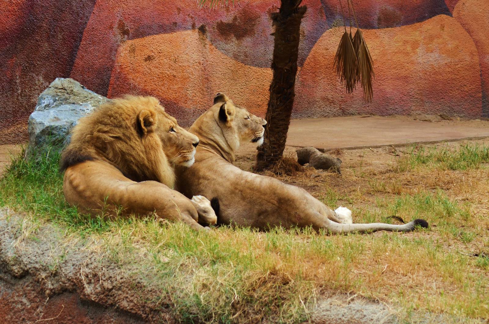 African Lions