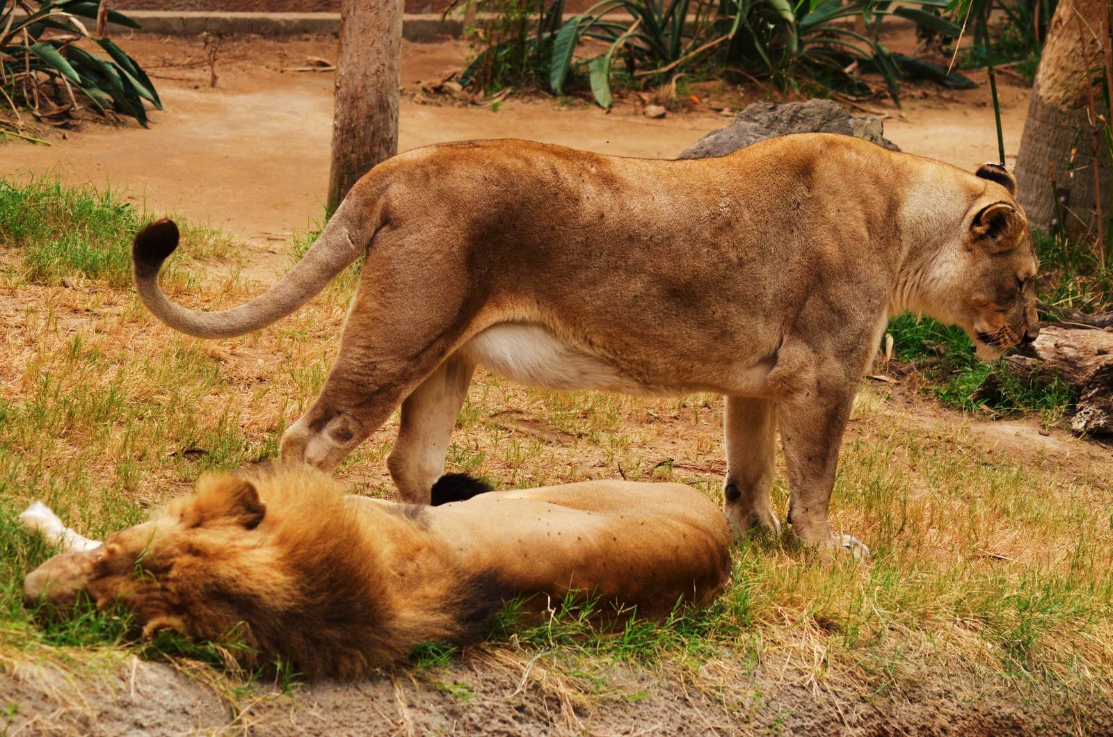 African Lions
