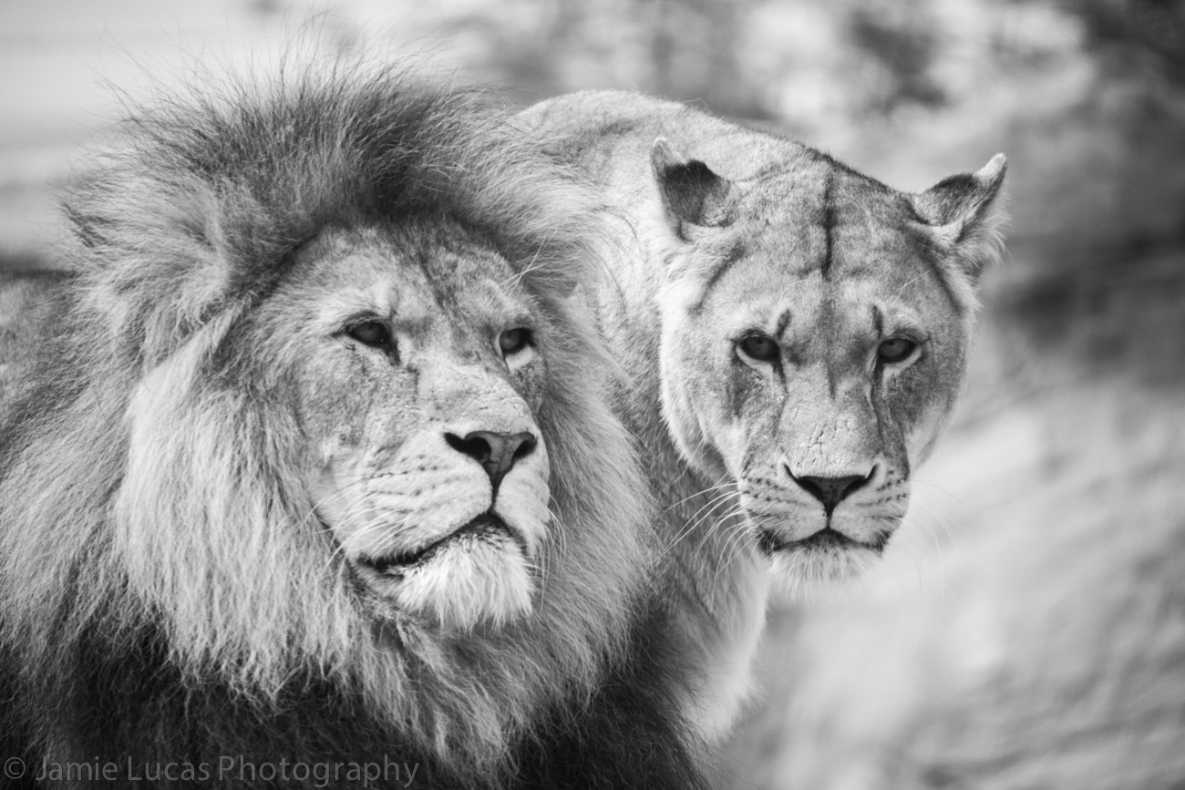 African Lions