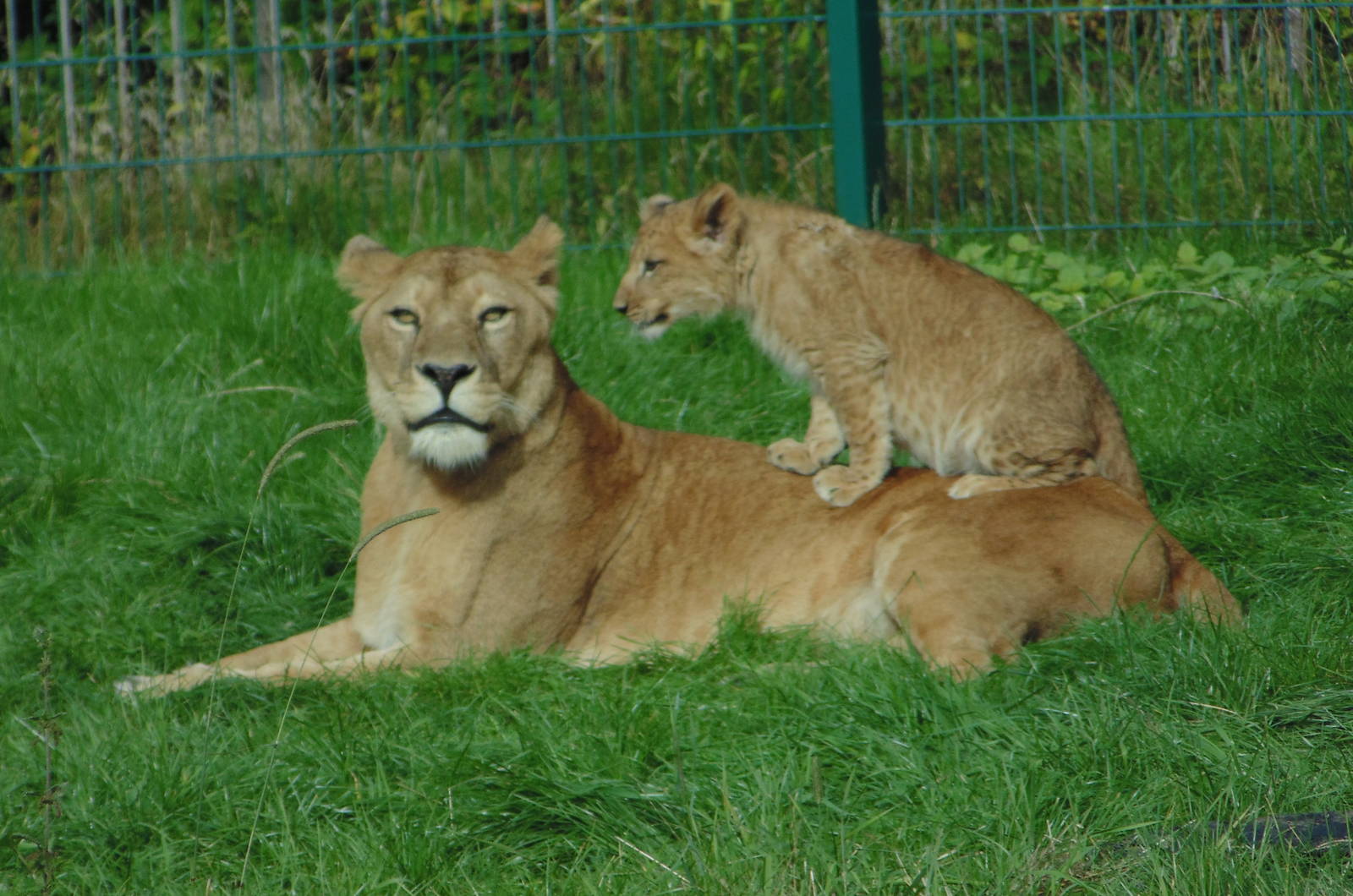 African Lions