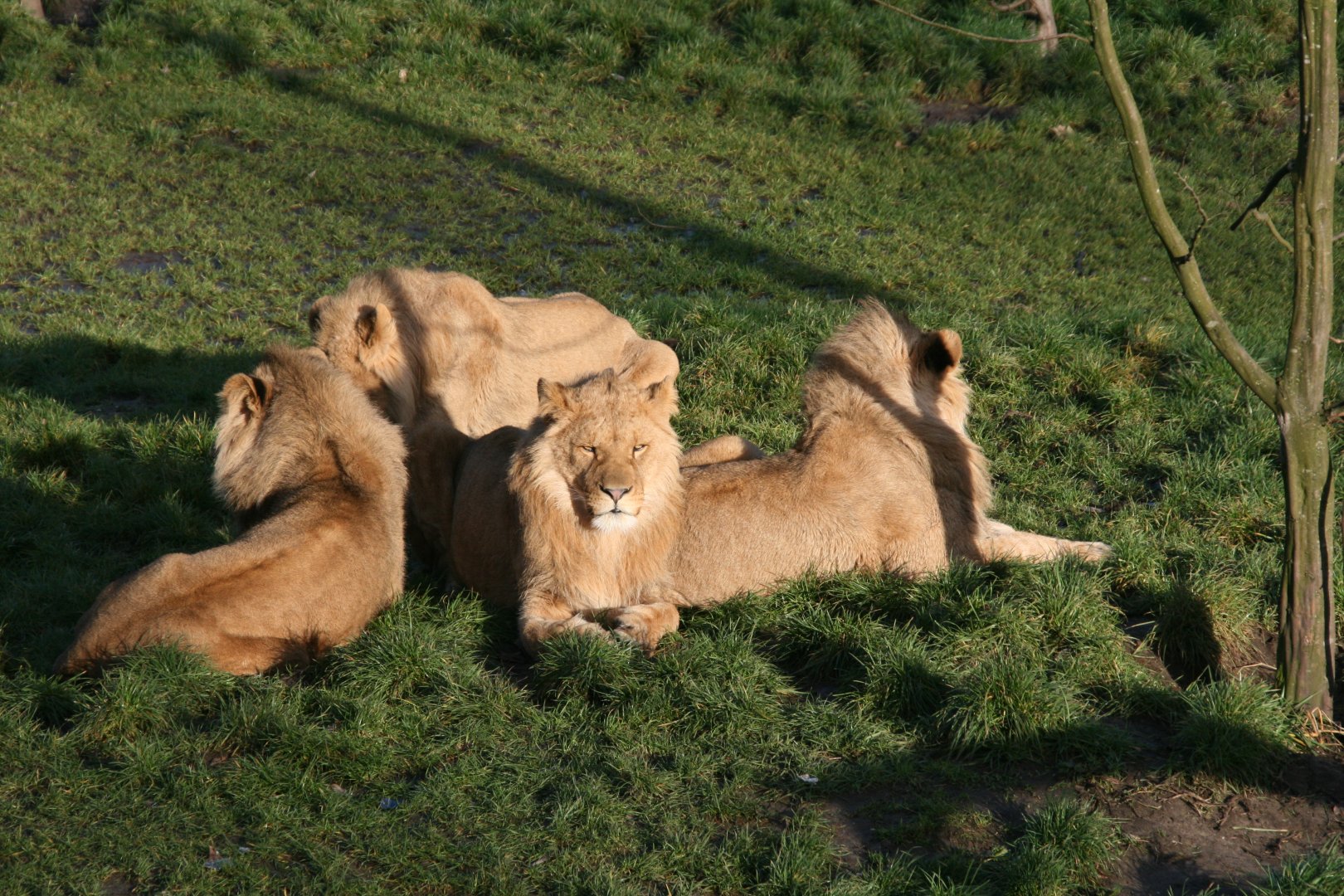 African lions