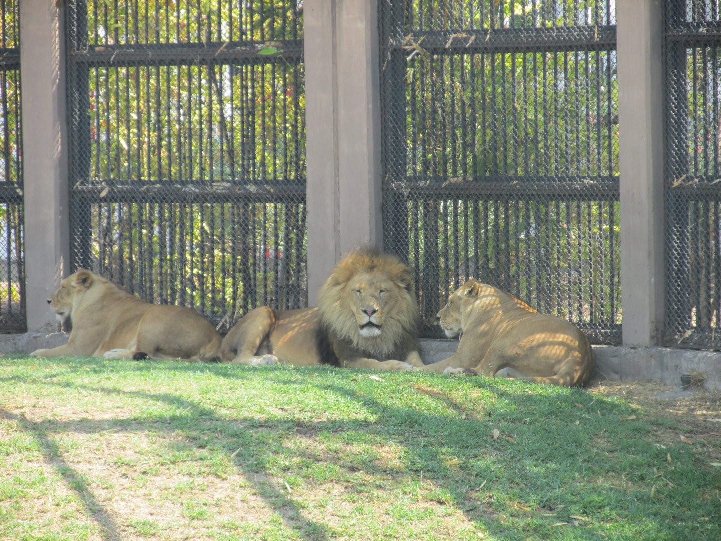 african lions