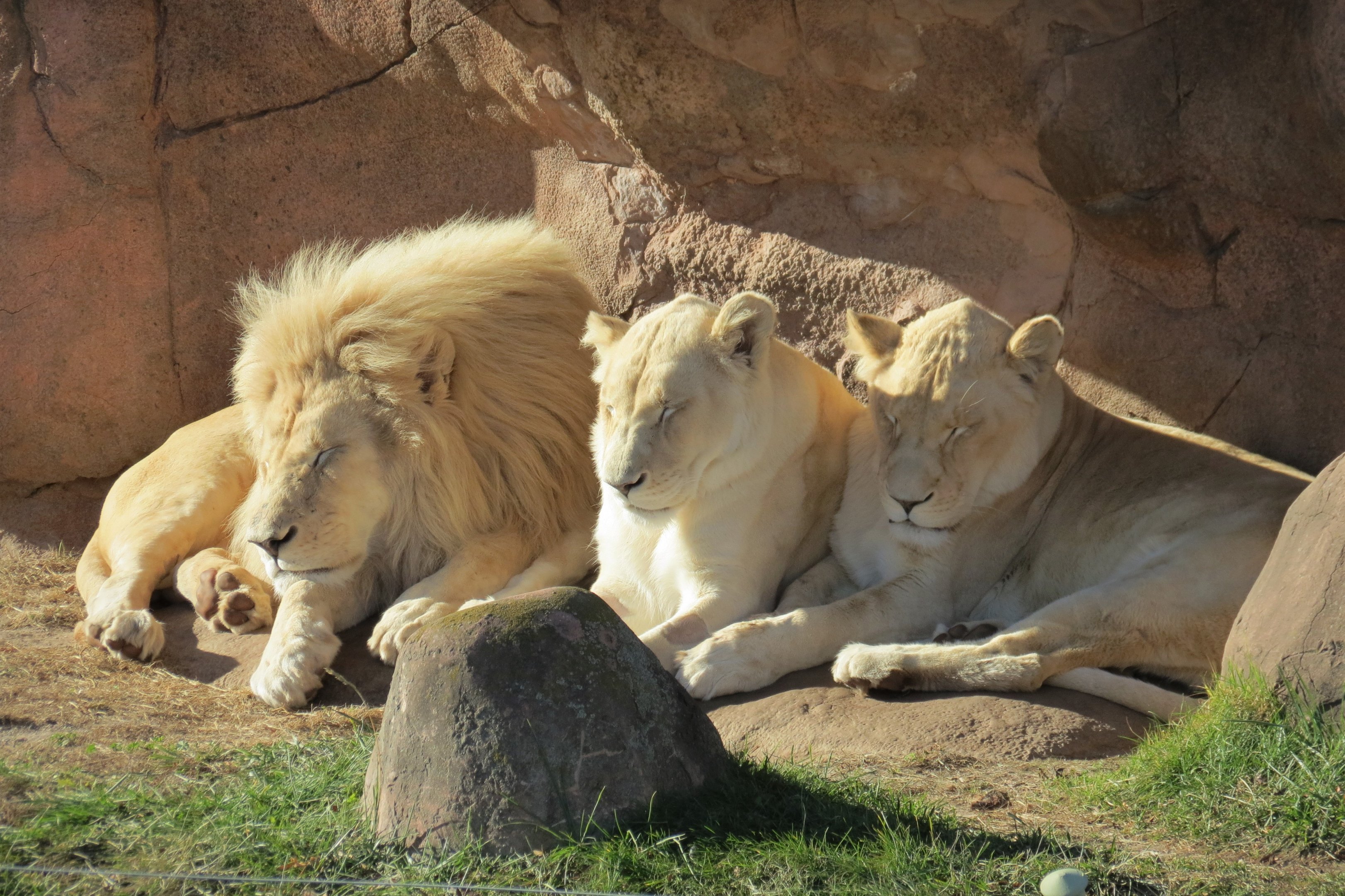 African Lions