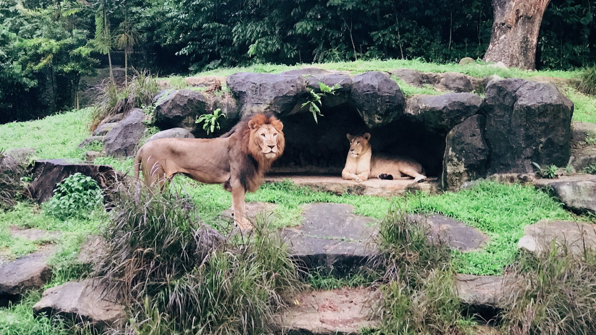 African Lions