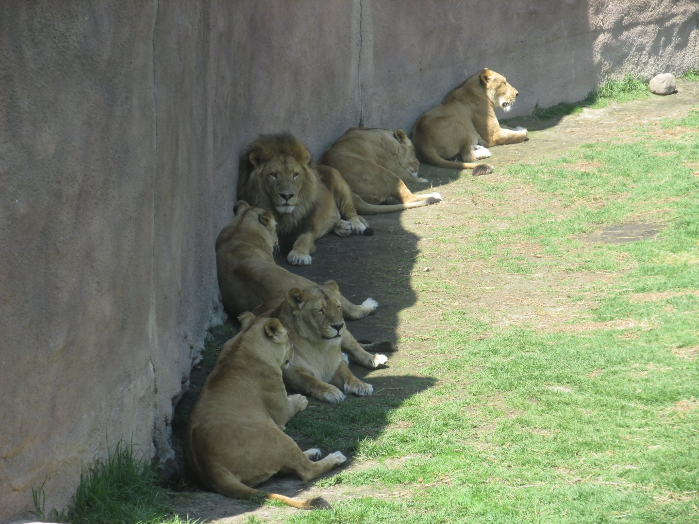 african lions