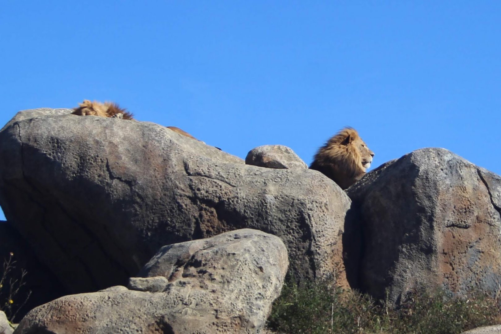 African Lions