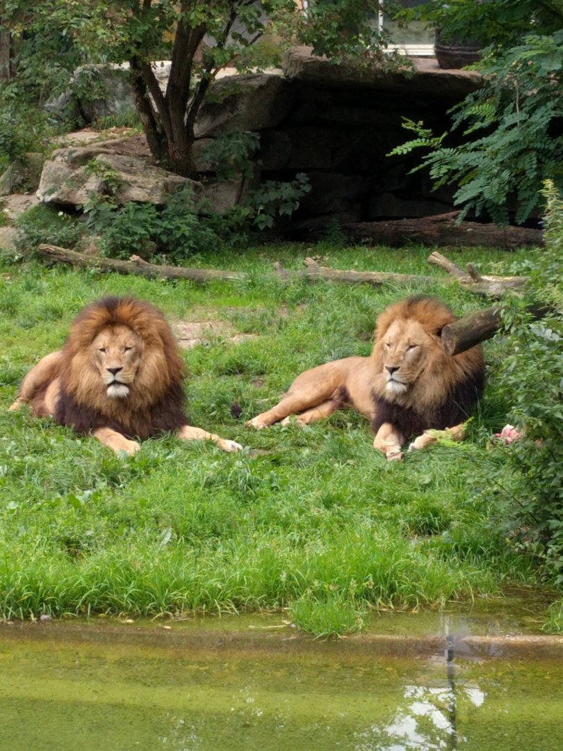African lions
