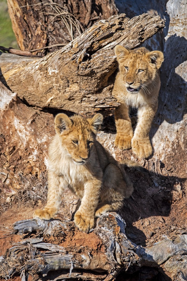 African Lions
