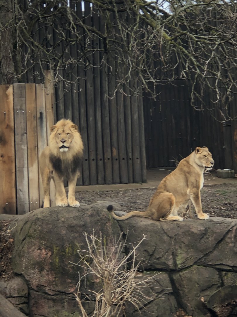 African Lions