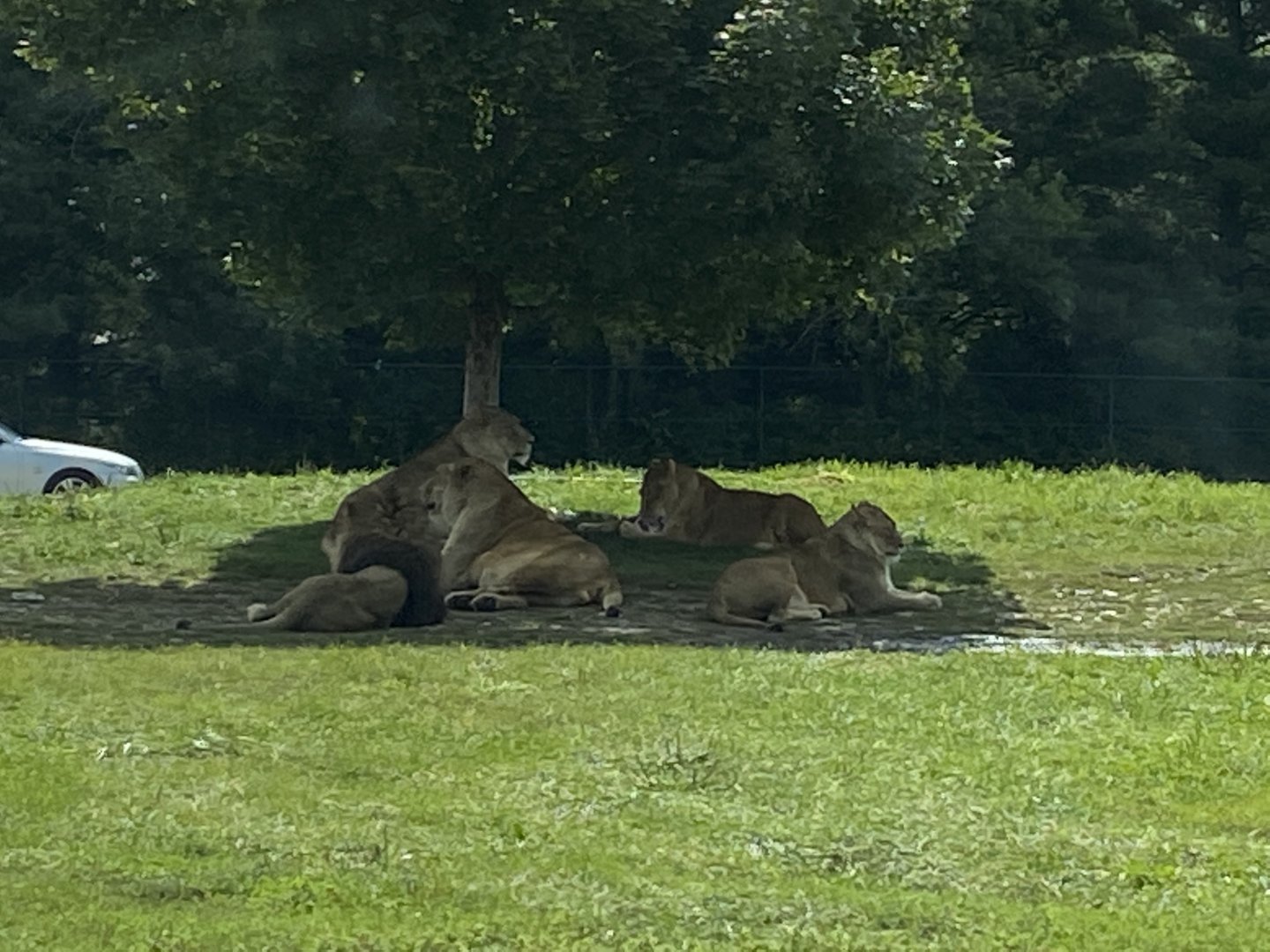 African Lions