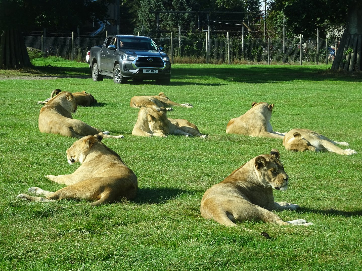 African Lions