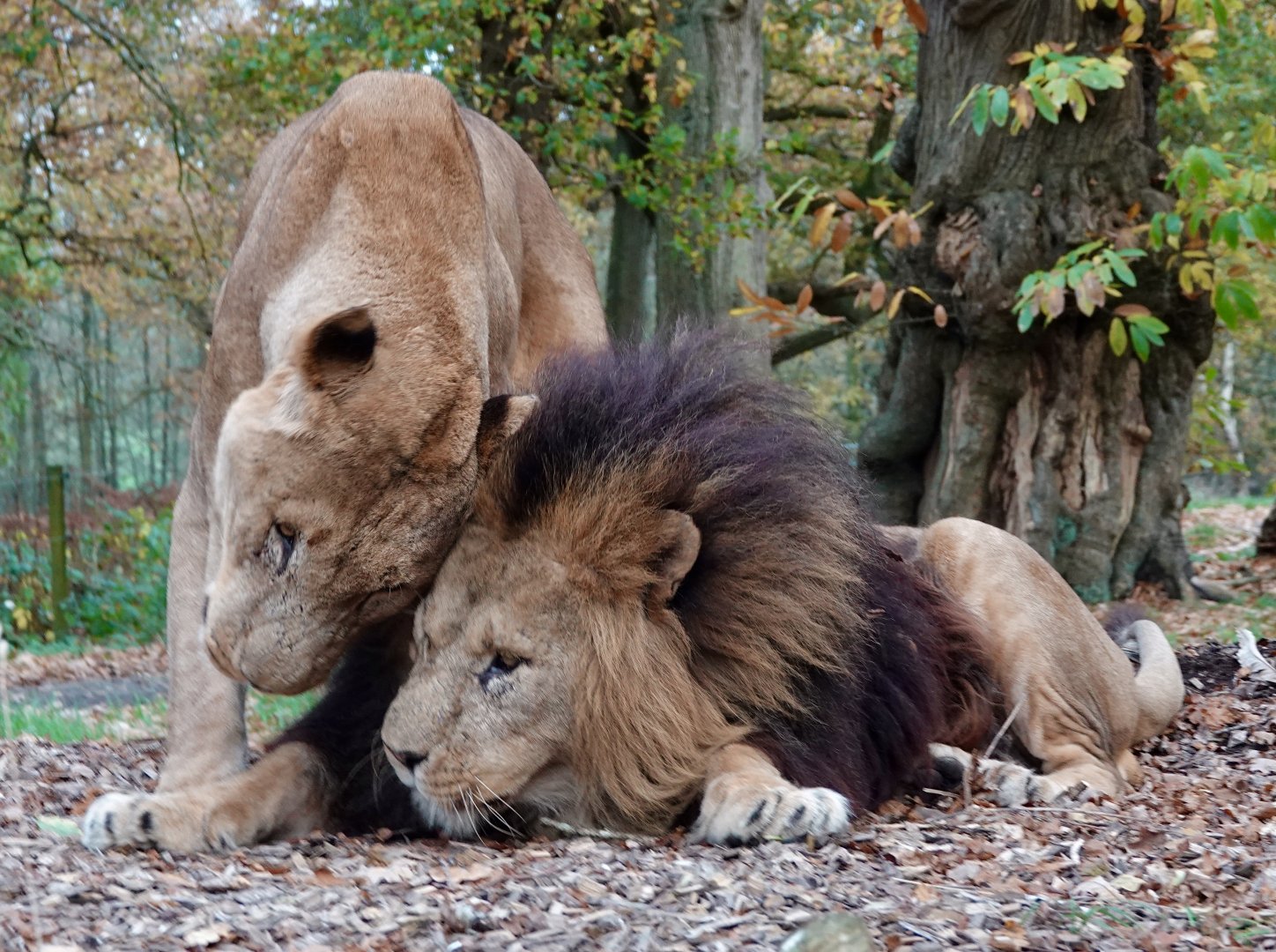 African Lions