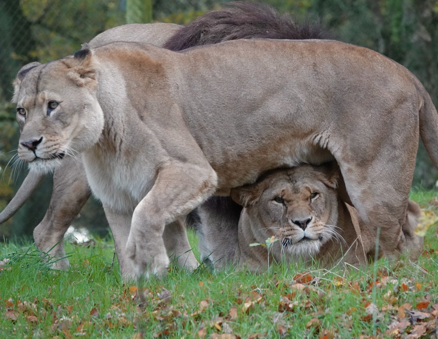 African Lions