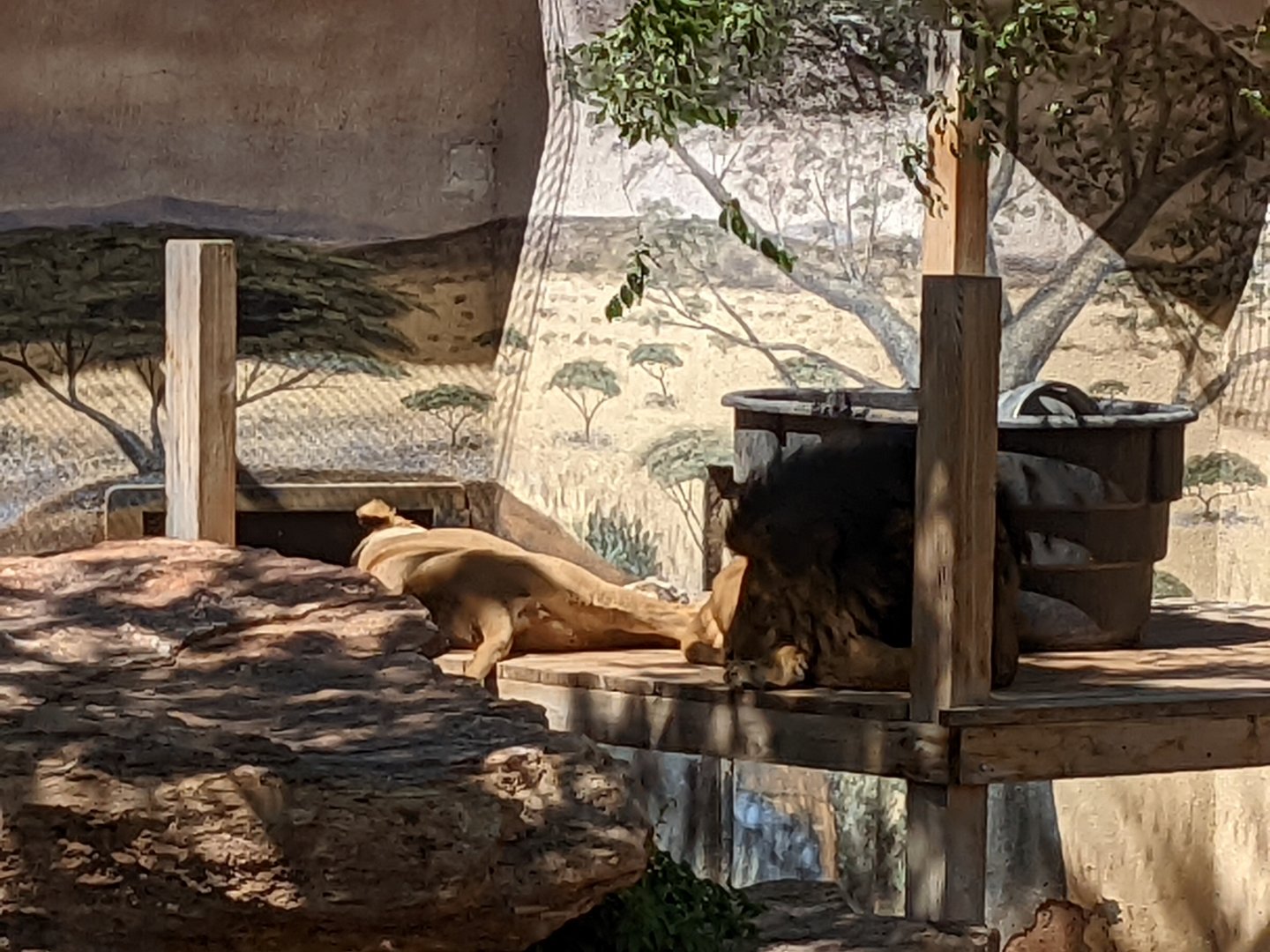 African lions