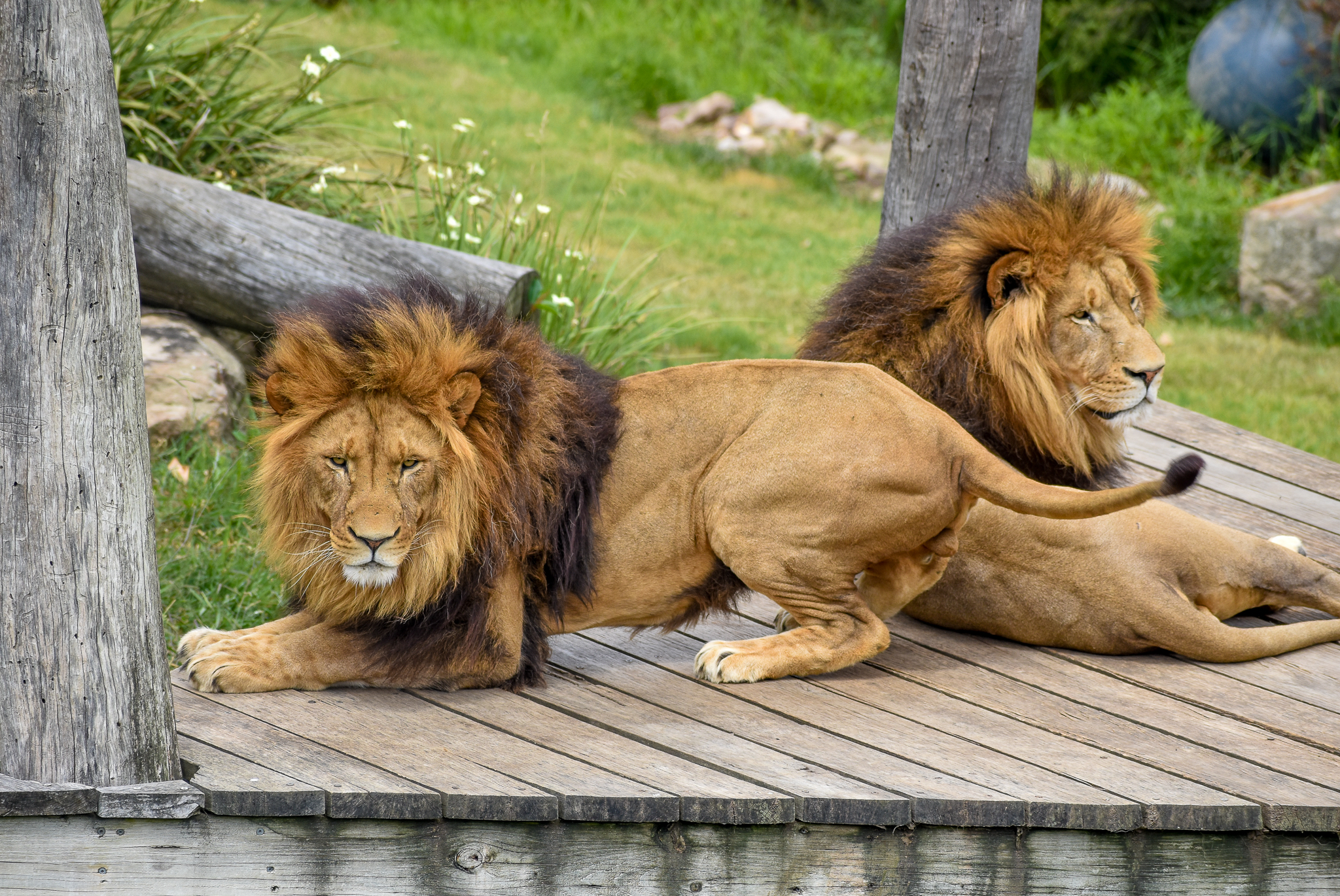 African Lions