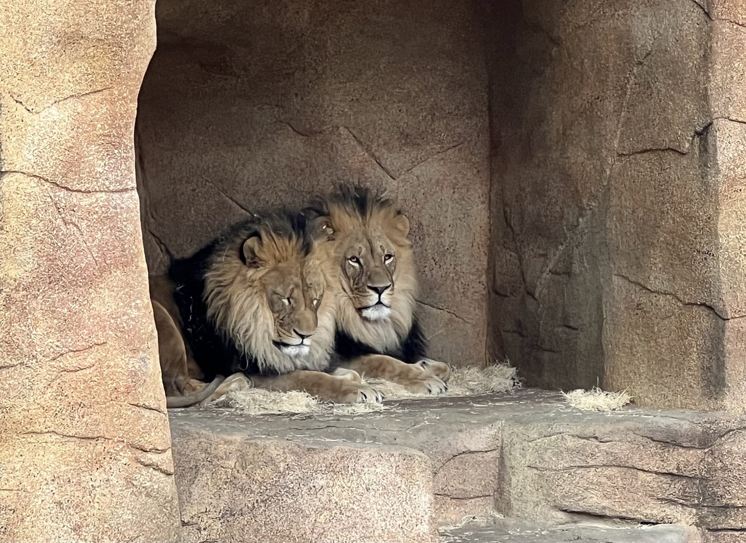 African Lions