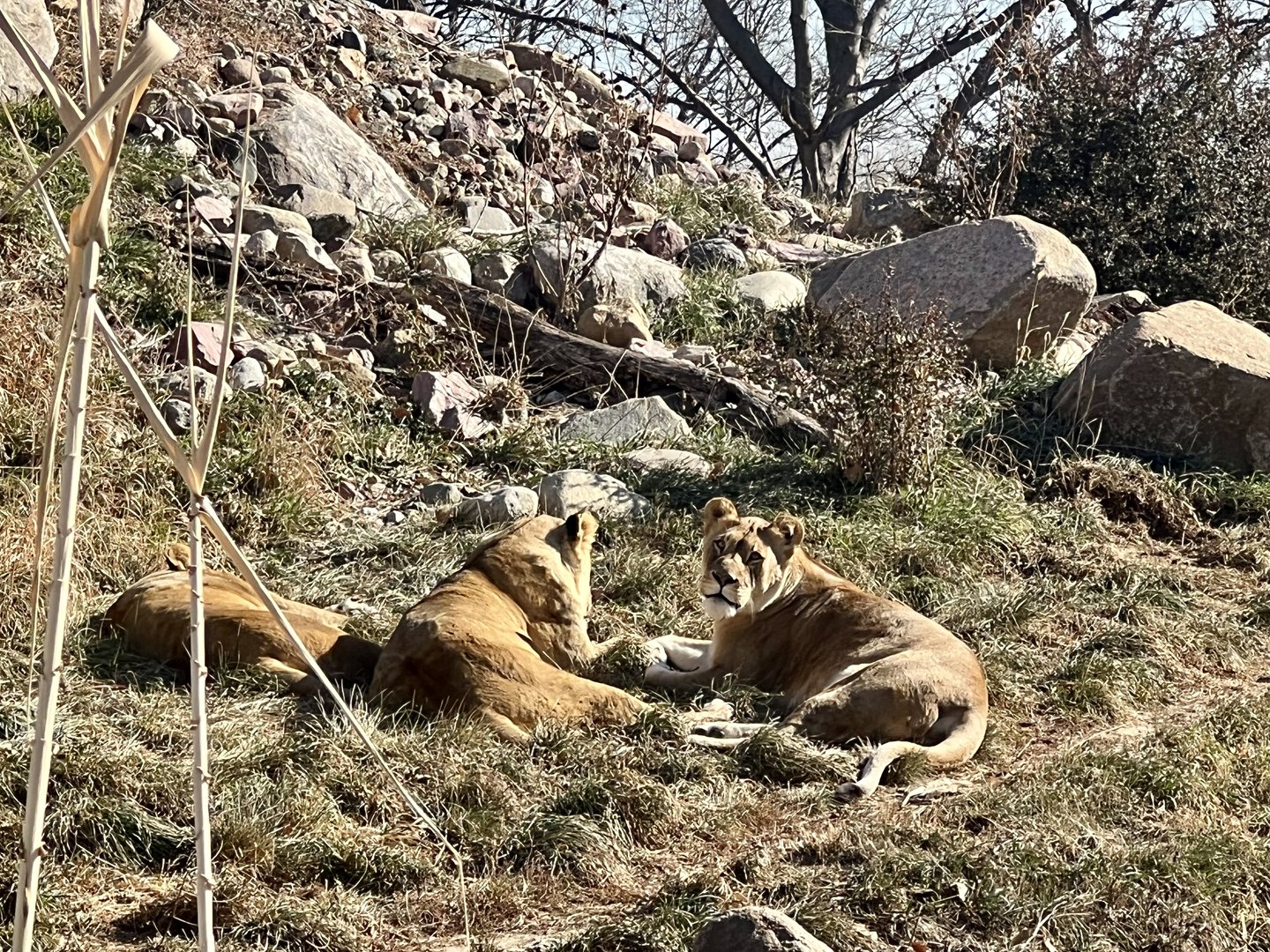African Lions
