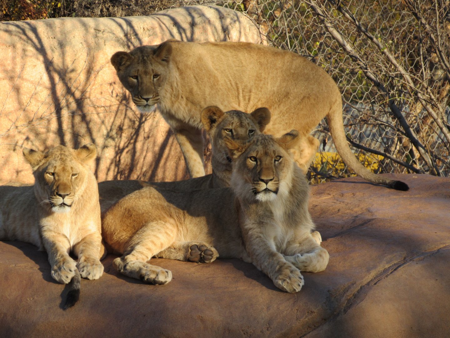 African Lions