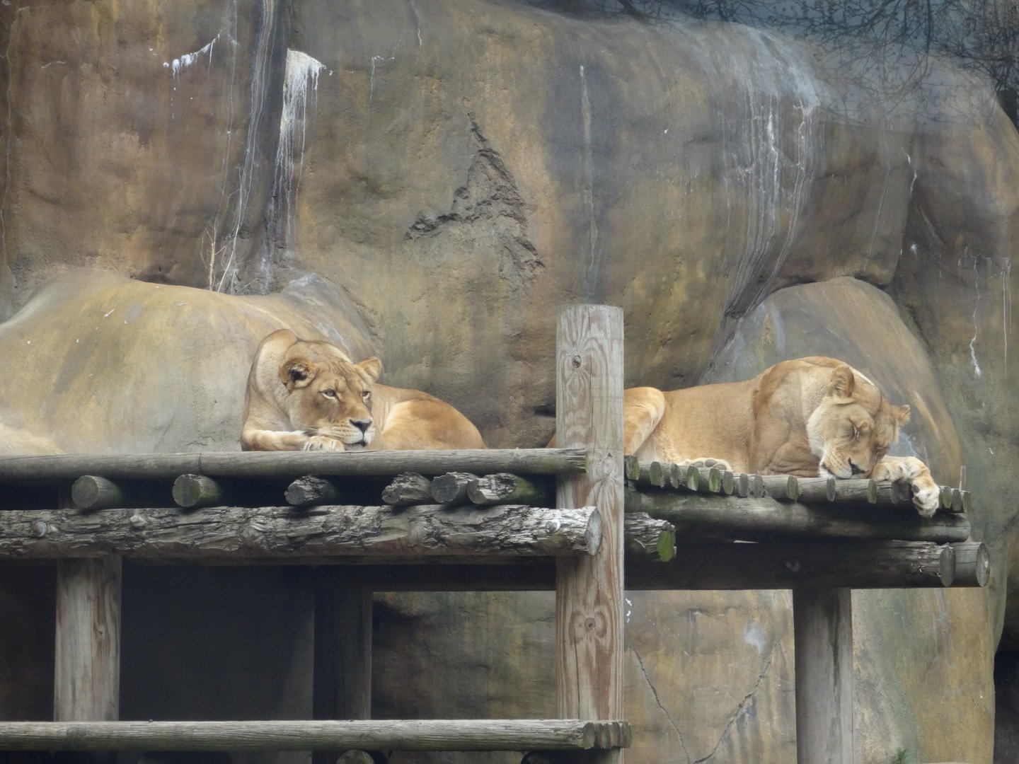 African Lions