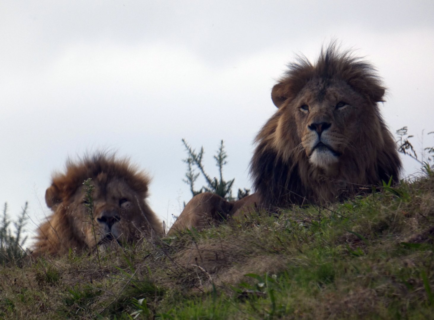 African lions