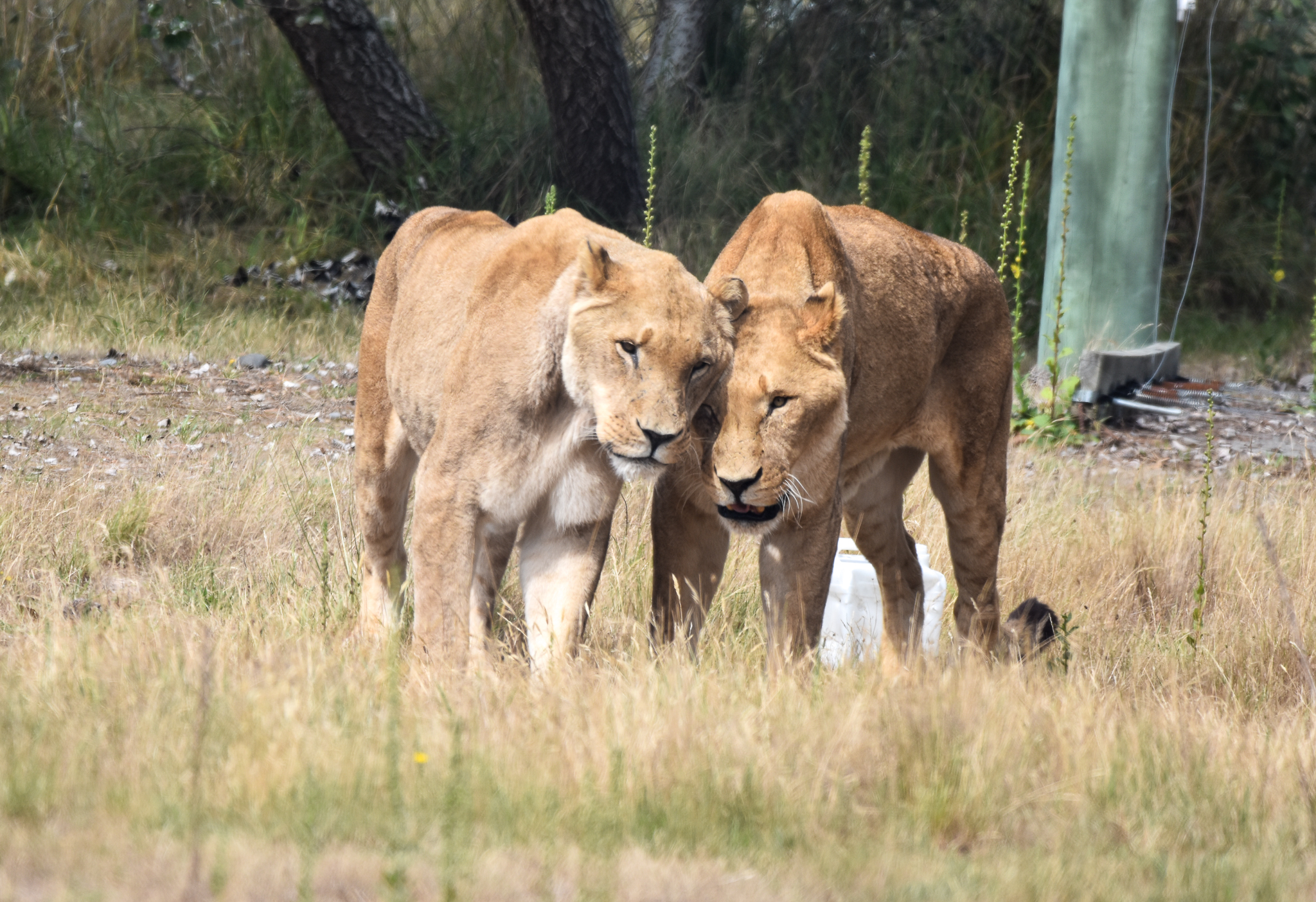 African Lions