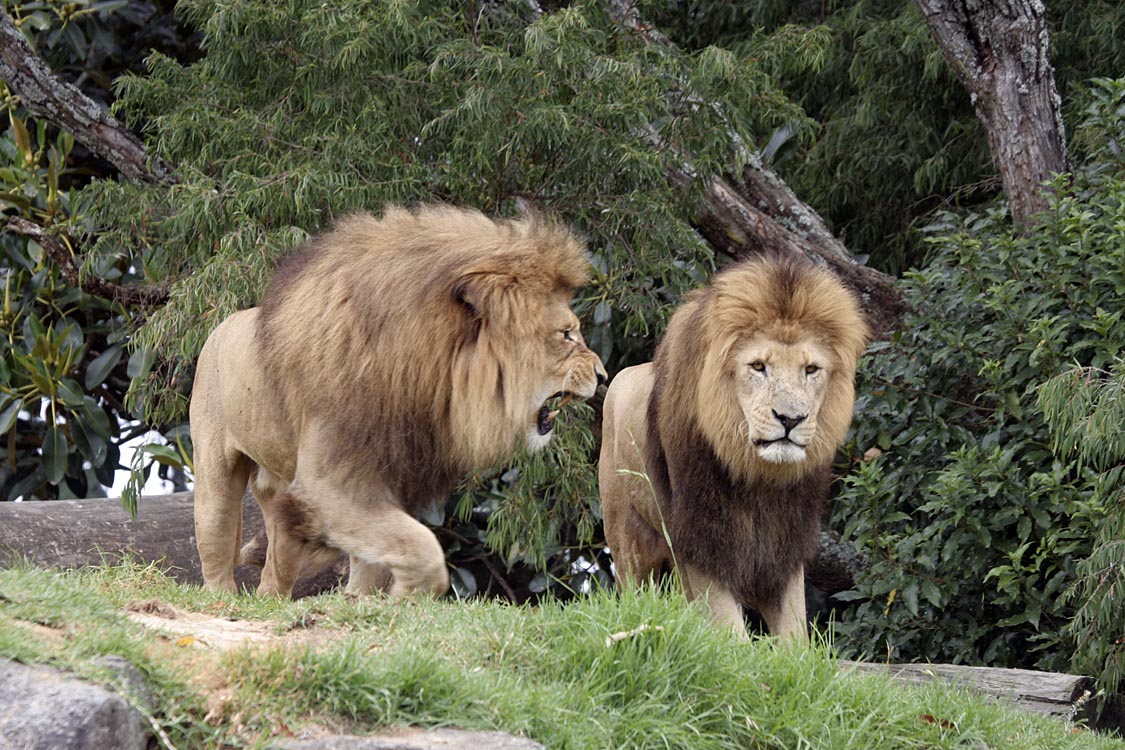 African lions