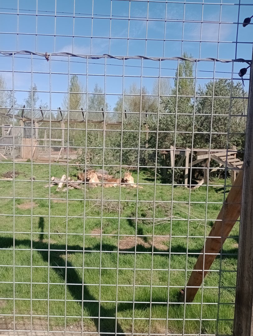 African lions