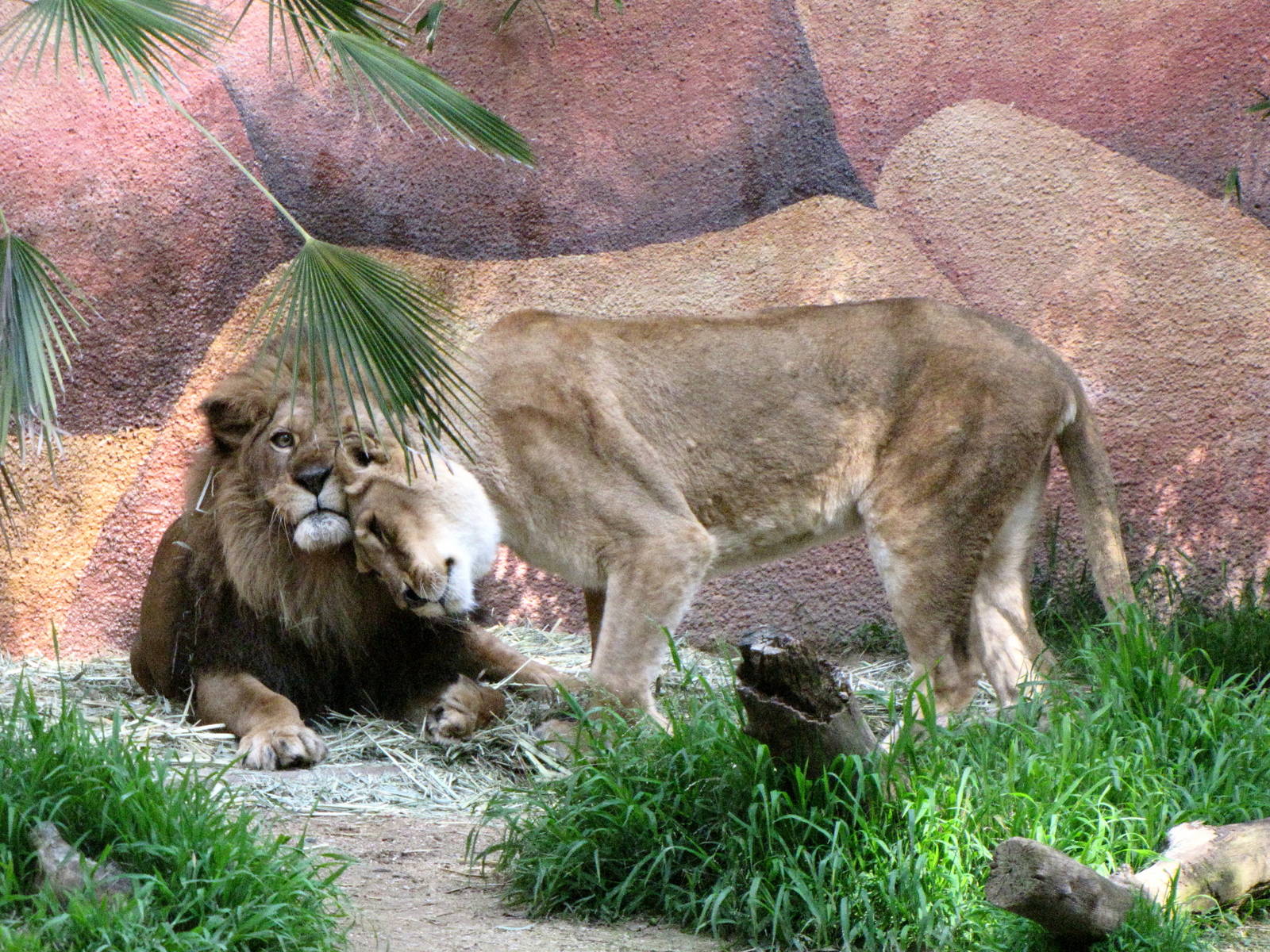 African Lions