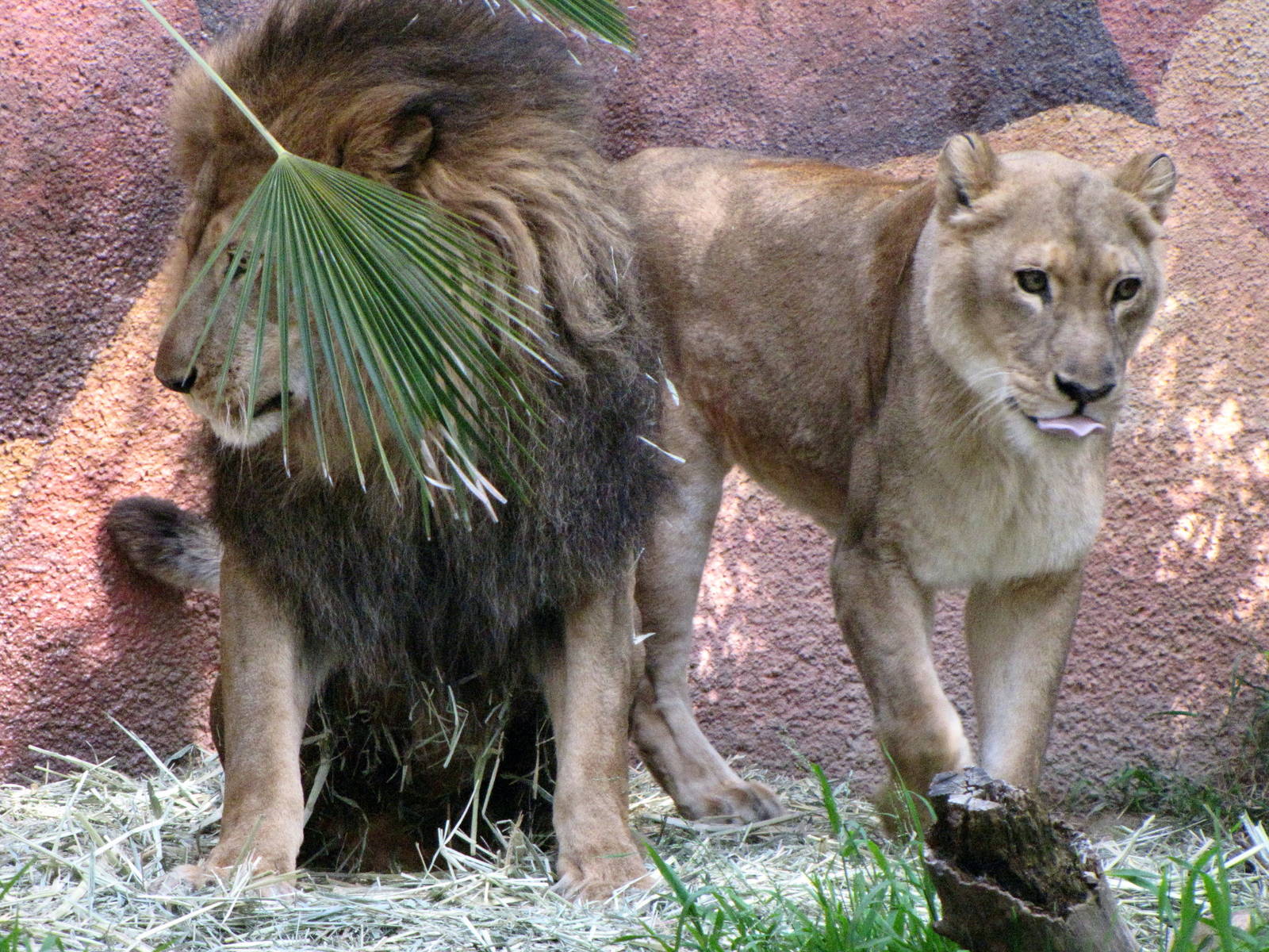 African Lions