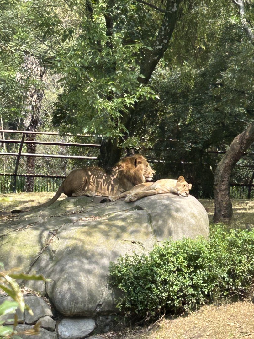 African lions