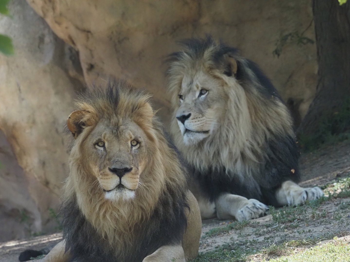 African Lions