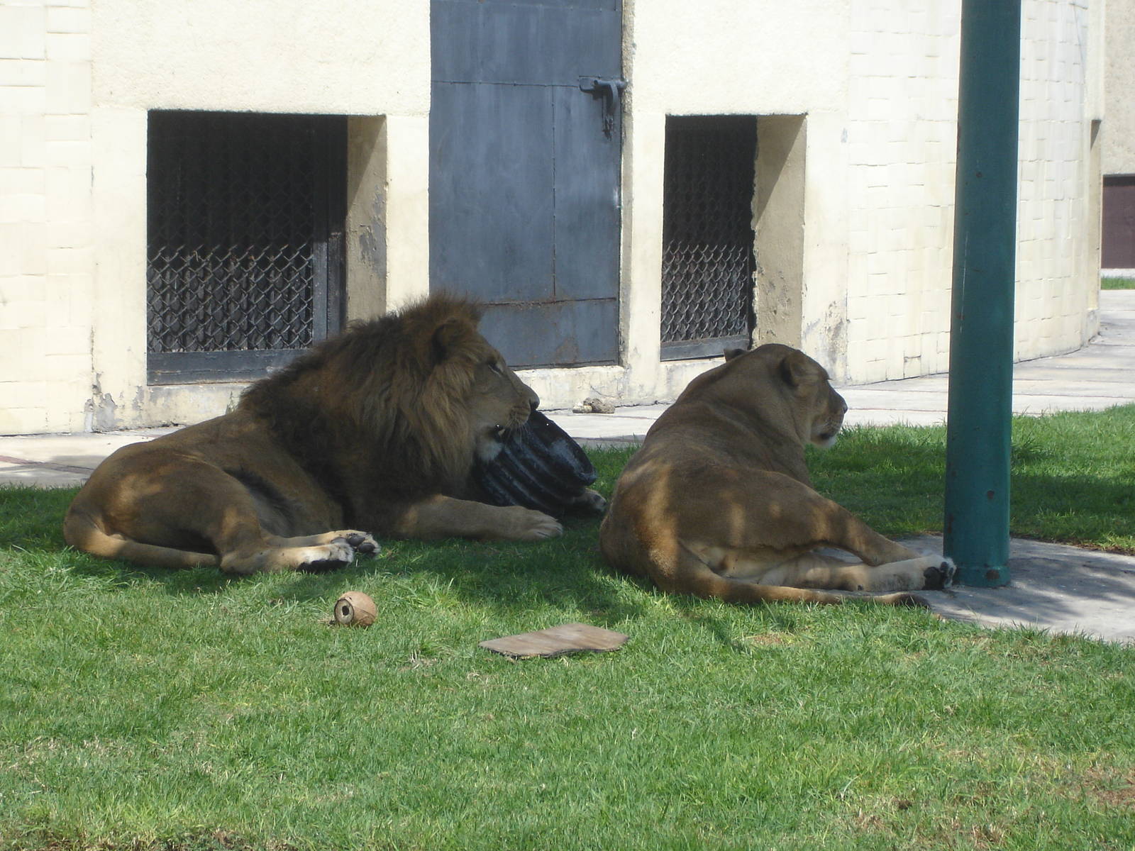 African Lions