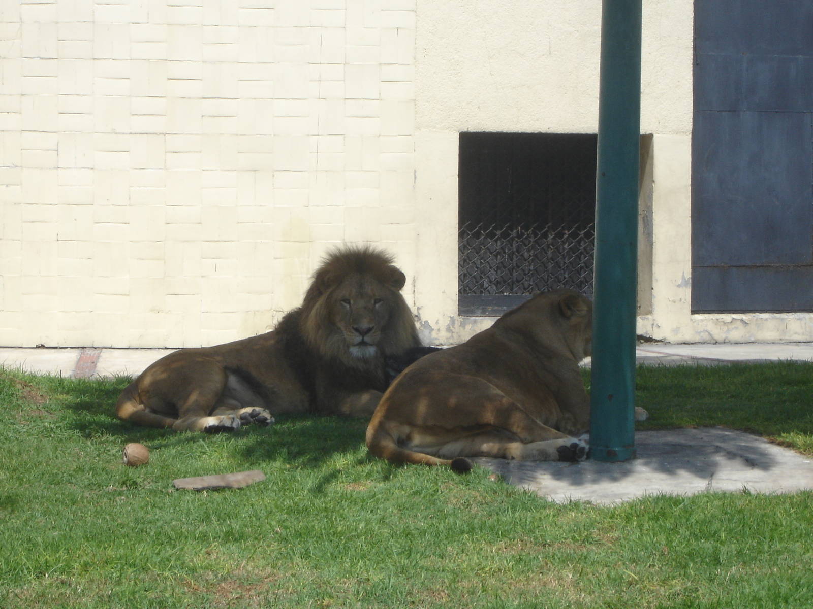 African Lions
