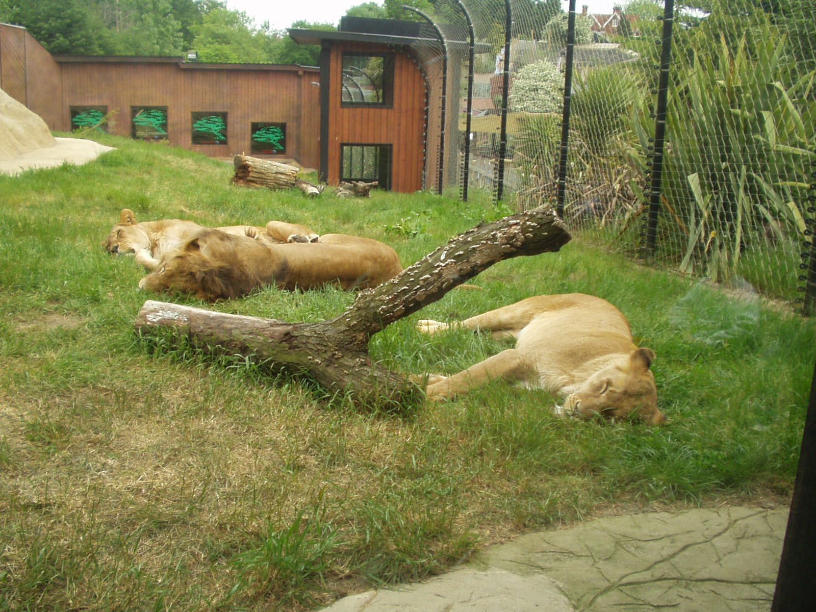 African Lions